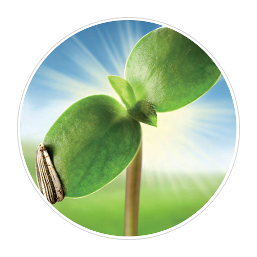 seedling shown in front of sun rising over green field