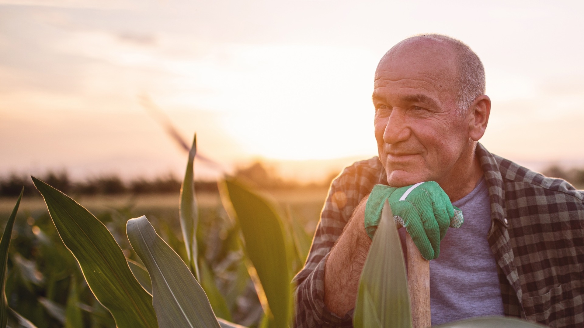 farmer standing in corn field