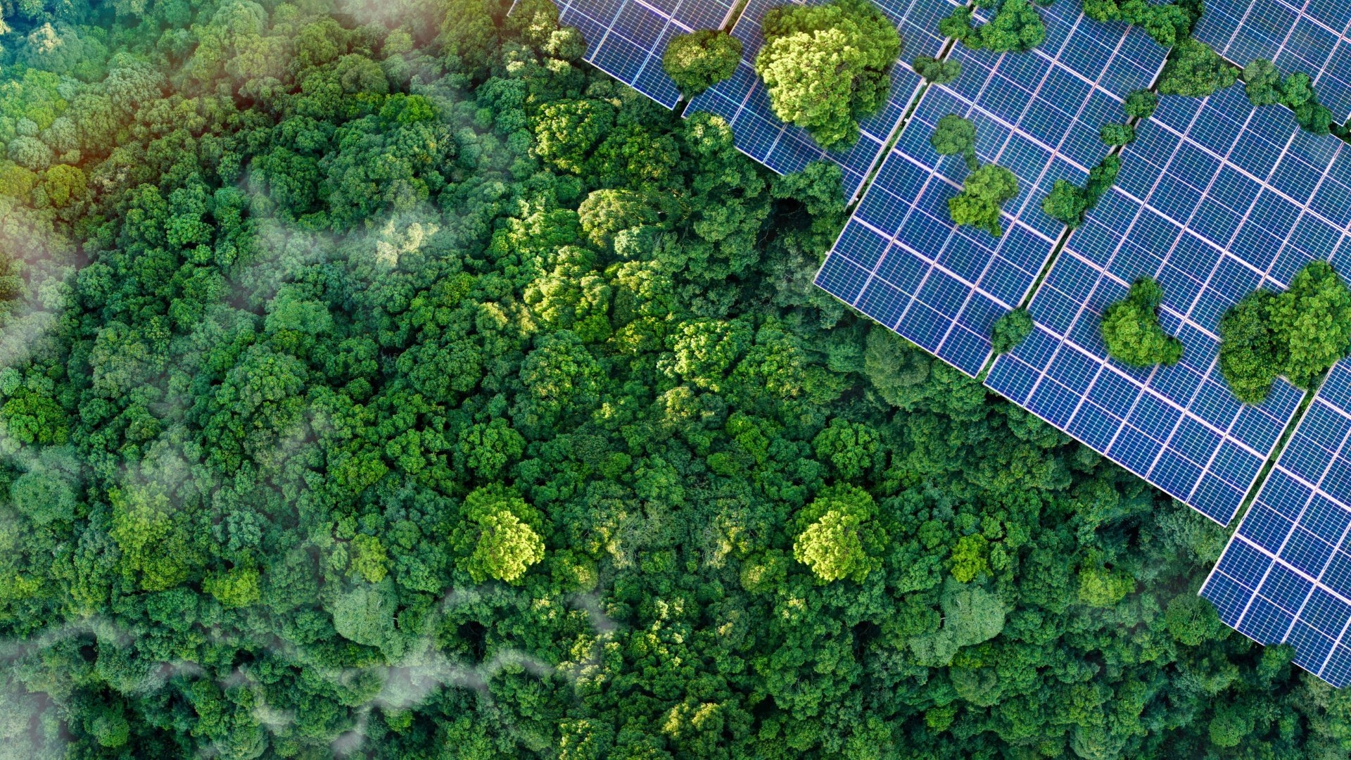 drone view of solar power panels within heavy forest and trees