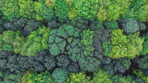 view from above forest with green trees