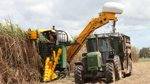 cantec sugar cane harvester