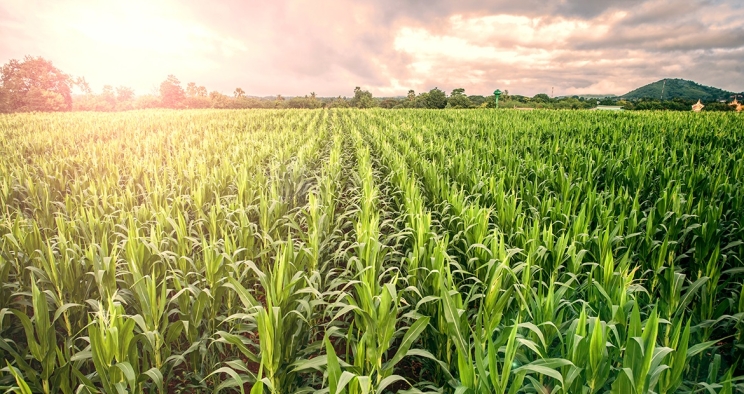 Rows of corn in the sun.