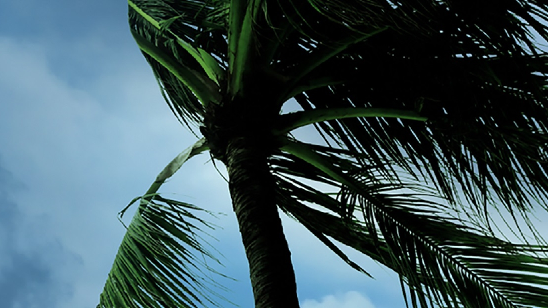 Palm tree