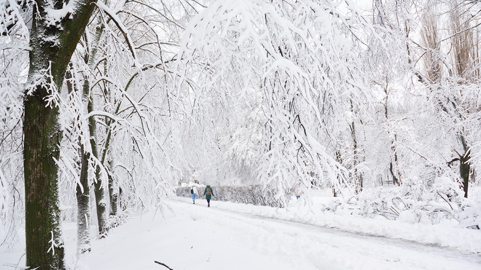 People walking on a trail while it's snowing