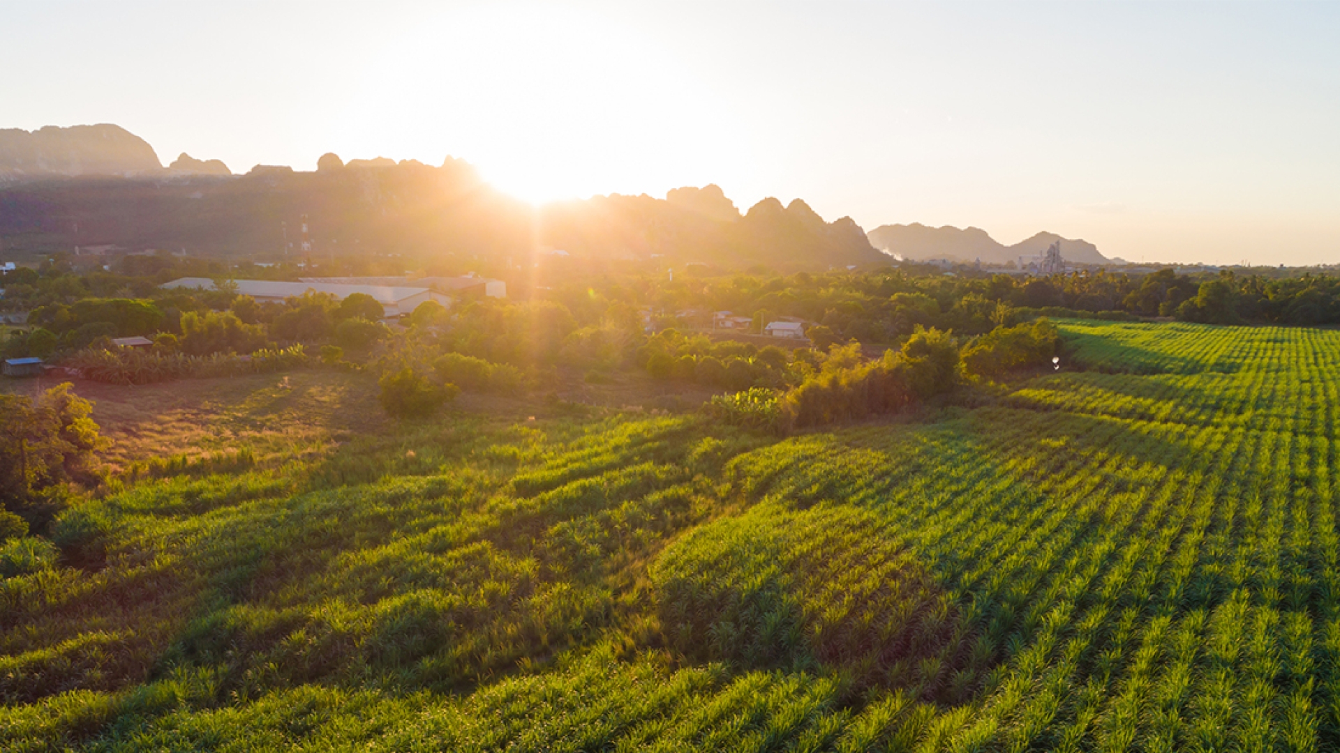 sun rising over field