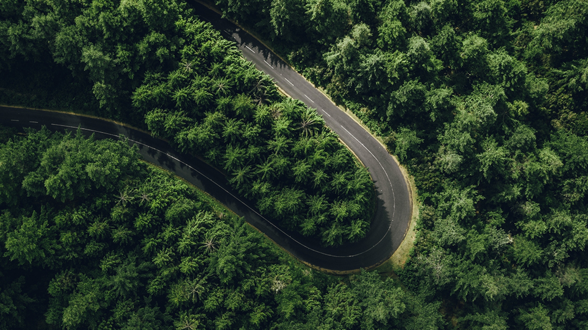 green trees with road